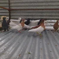 دسته بهبهانی و شهری رنگی