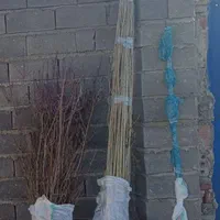 آلو پفکی و نهال صنوبر نگرا|خدمات باغبانی و درختکاری|اردبیل, |دیوار