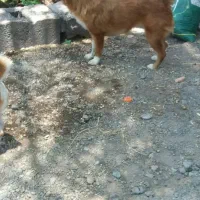 سگ پامر|سگ|بم, |دیوار