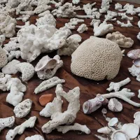 سنگ آکواریوم. ماهی|ماهی|شیروان (خراسان), |دیوار