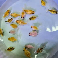 ماهی زینتی گیاهخوار کوثر|ماهی|مشهد, کوثر|دیوار