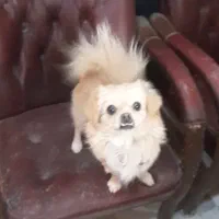 سک پامر|سگ|اصفهان, اندوان|دیوار