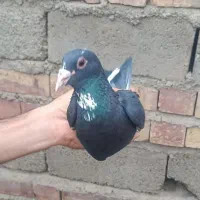 سیاه پلنگ ریش کنده