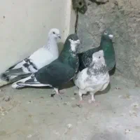 کبوتر ماده چهار عدد