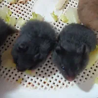 بچه همستر|موش و خرگوش|کرمان, |دیوار