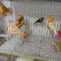 پرنده. قناری