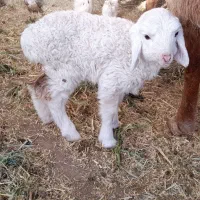 بره دو رگ چینی عربی شیری