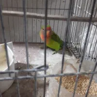 طوطی کوتوله ۳۰۰