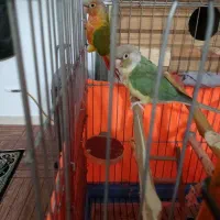 یک جفت گرینچیک با لوازم