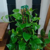 گل و گیاه طبیعی