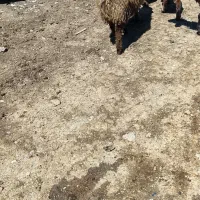 گوسفند با بره بزرگ