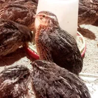 قیمت دونه ۸۰ هزار|پرنده|جزنیک, |دیوار