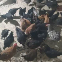 خروس بومی|حیوانات مزرعه|ابریشم, |دیوار