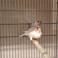 تعدادی فنچ به صورت یکجا|پرنده|رباط‌کریم, پرندک|دیوار