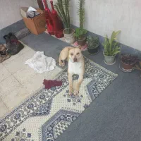 سگ پیتبول|سگ|تهران, باغ فیض|دیوار