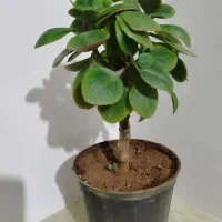 گل قاشقی|گل و گیاه طبیعی|معصومیه, |دیوار