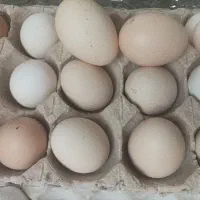 تخم مرغ محلی