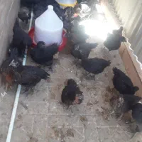 جوجه مرغ 40روزه
