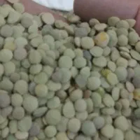 عدس محلی تازه درشت سبز