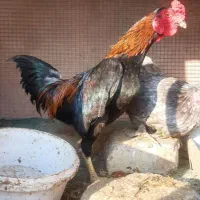مرغ خروش