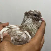 کبوتر هفت رنگ