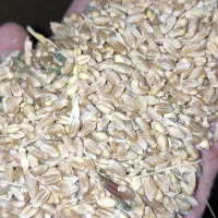 فروش گندم پیشگام گواهی