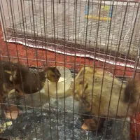 مرغابی|حیوانات مزرعه|تربتحیدریه, شهرک ولیعصر|دیوار