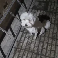 سگ خونگی گم شده|سگ|قدس, شهرقدس|دیوار