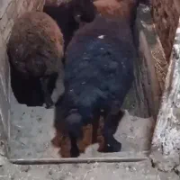 فروش‌گوسفند