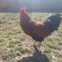 ۵عدد خروس|حیوانات مزرعه|قلقل رود, |دیوار