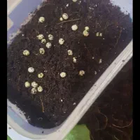 حلزون کلاژن ساز اچانتیا|خزنده|بندرعباس, |دیوار