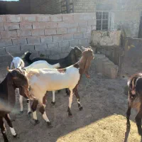 ۶عددبزجوان ابستن جنس دورگ درجه یک|حیوانات مزرعه|اهواز, فرهنگ شهر|دیوار