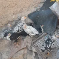 مرغ و خروس