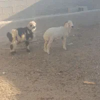 بره سبک ترکی و میش بره دار نر|حیوانات مزرعه|شیراز, بید زرد|دیوار