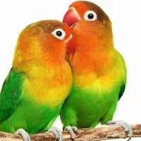 طوطی کوتوله|پرنده|مشهد, کوه سنگی|دیوار