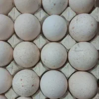 تخم بوقلمون نطفه داروتازه