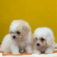 سگ نژاد بیشون فرایز کیفیت بمب|سگ|تهران, سعادت‌آباد|دیوار