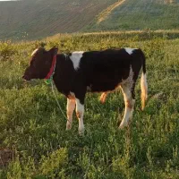 گوساله