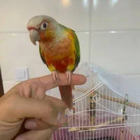 طوطی گرینچیک|پرنده|فردیس, قریشی|دیوار