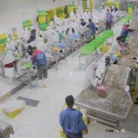 استخدام نیروی کار