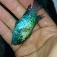 ماهی|ماهی|بجنورد, |دیوار