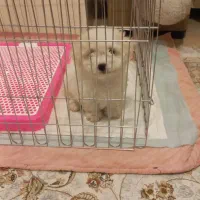 سگ آپارتمانی پودل|سگ|ری, حمزهآباد|دیوار