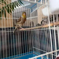 قناری مرغ عشق عروس هلندی|پرنده|تهران, افسریه شمالی|دیوار