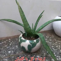 گل آلوئه ورا.گل طبیعی وگلدان سرامیکی وپلاستیکی