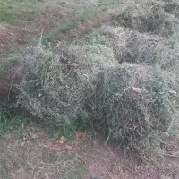 یونجه