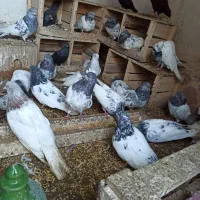 کفتر|پرنده|لیلان, |دیوار