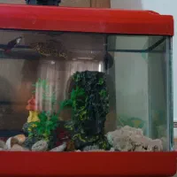 دو تا اکواریوم نونو|لوازم جانبی حیوانات|زرند, |دیوار