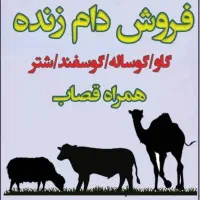 کشتار گاو گوسفند و شتر در محل