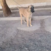 سگ خوب