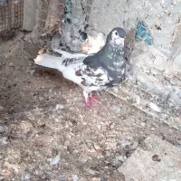 شهری ماده|پرنده|آبپخش, |دیوار